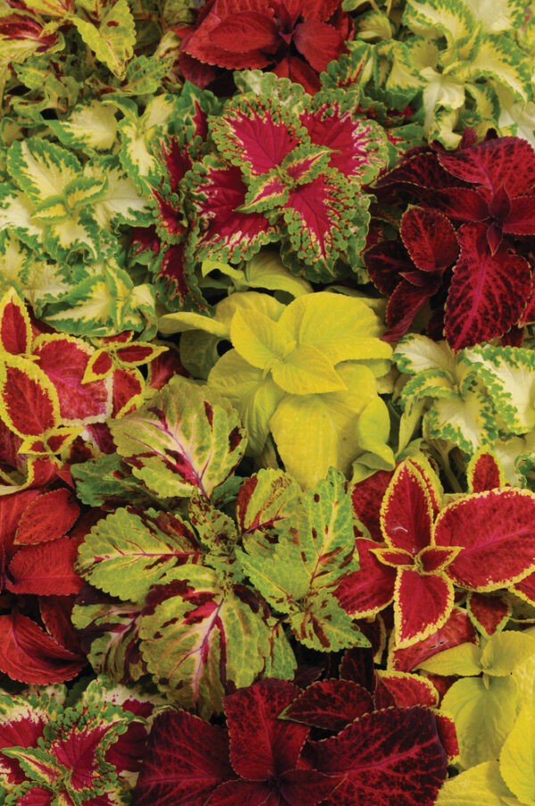 Pokrzywka Coleus Flamex