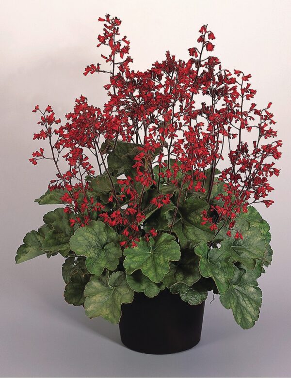 Żurawka Krwista Ruby Bells Heuchera Sanguinea