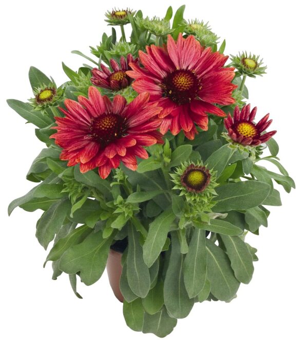 Gaillardia Arizona Red Shades