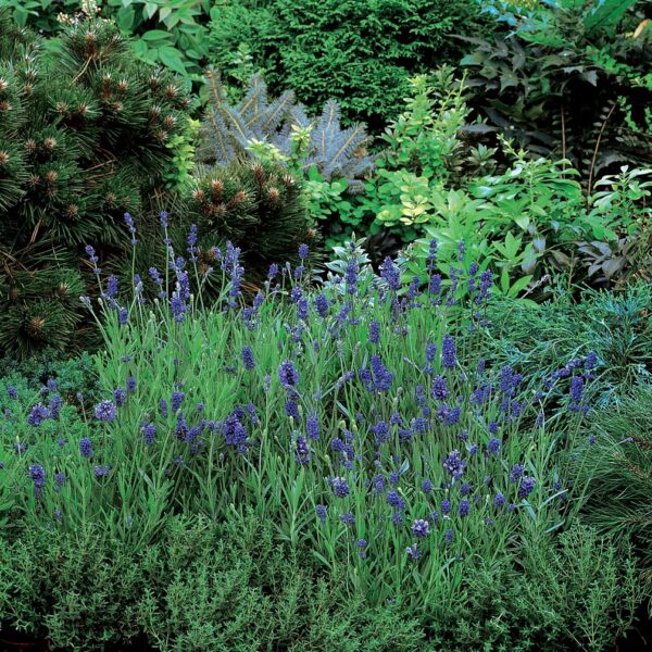 Lawenda Blue Scent Imp Lavandula - obrazek 2