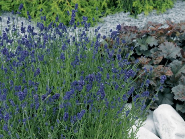 Lawenda Blue Scent Imp Lavandula