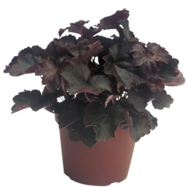 Żurawka Heuchera Palace Purple - obrazek 2