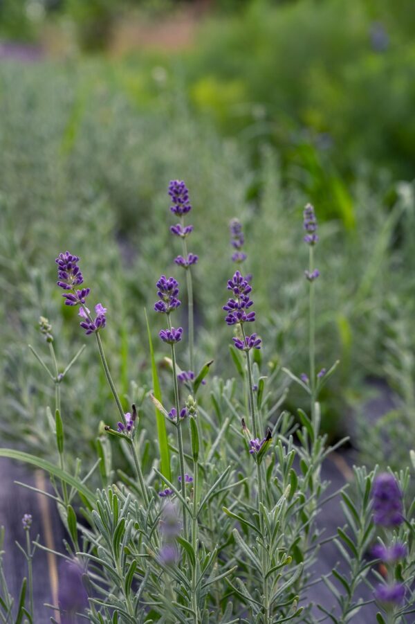 Lawenda Blue Scent Imp Lavandula - obrazek 5