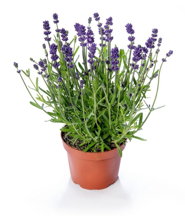 Lawenda Blue Scent Imp Lavandula - obrazek 6