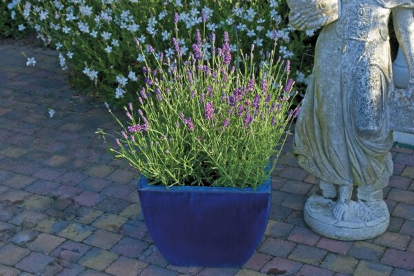 Lawenda Blue Scent Imp Lavandula - obrazek 4