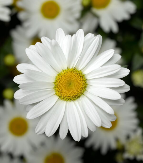 Złocień Leucanthemum Taurus - obrazek 2