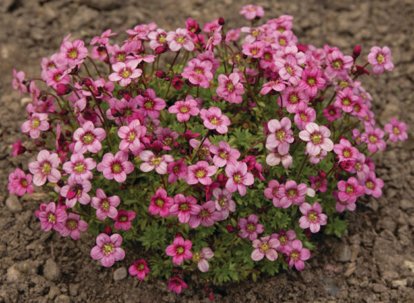 Saxifraga Skalnica MARTO Rose Impr - obrazek 2