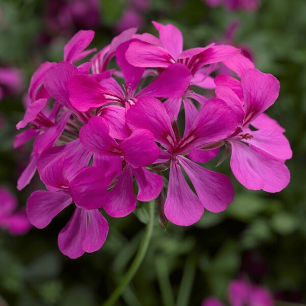 Pelargonia zwisająca Super Cascade Rose Imp