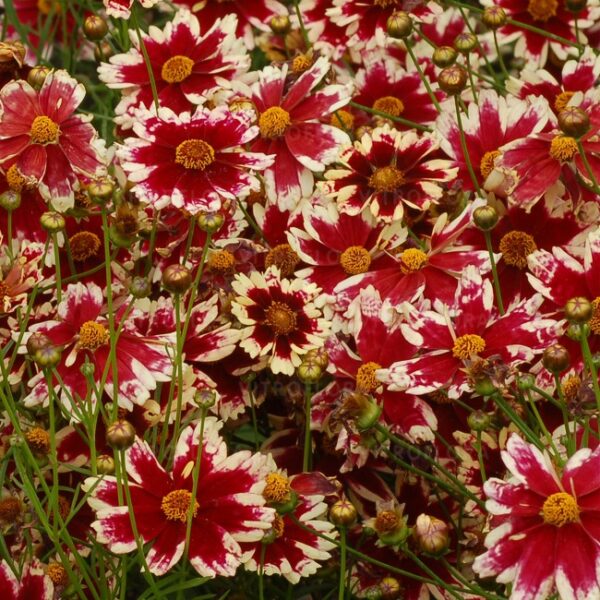 Nachyłek Ruby Frost Coreopsis