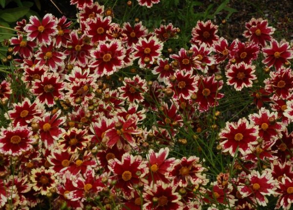 Nachyłek Ruby Frost Coreopsis - obrazek 2