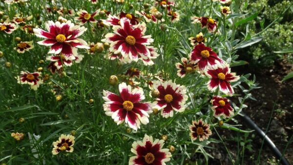 Nachyłek Ruby Frost Coreopsis - obrazek 3