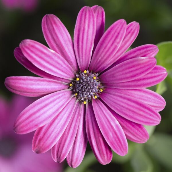 Stokrotka Tradewinds Deep Purple Osteospermum