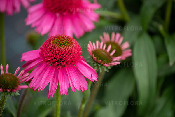 Jeżówka Delicious Candy Echinacea