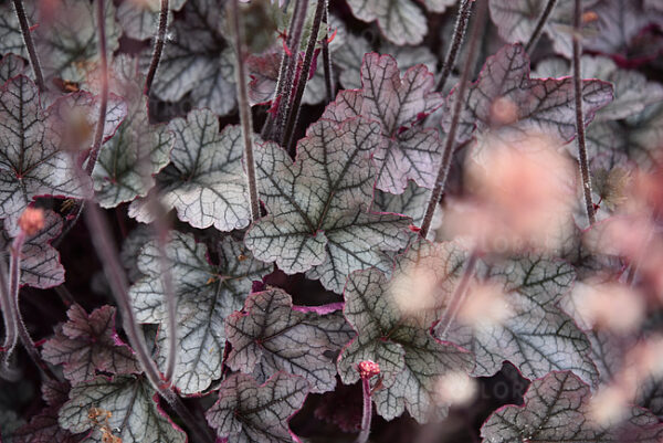 Żurawka Heuchera Silver Scrolls