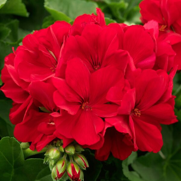 Pelargonia Calliope L Dark Red