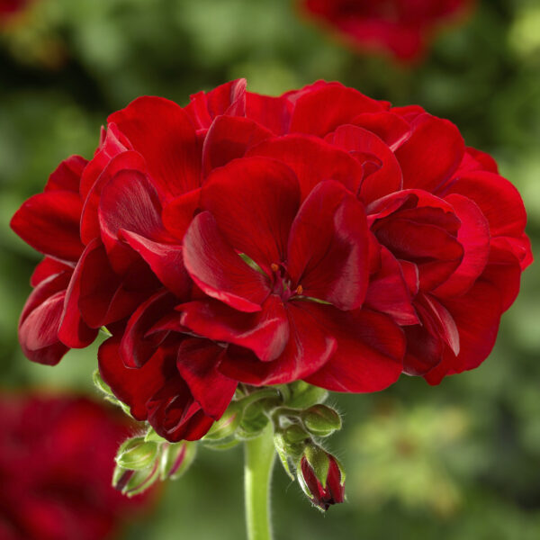 Pelargonia Calliope M Dark Red