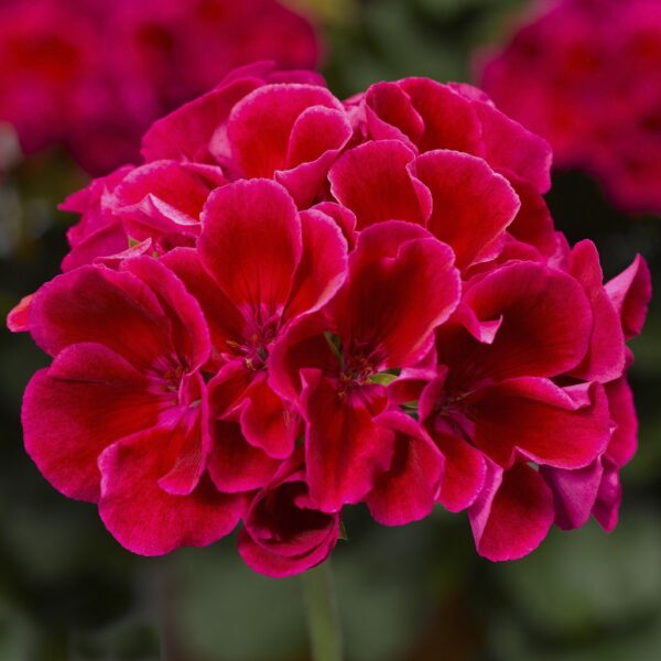 Pelargonia Calliope M Red Splash