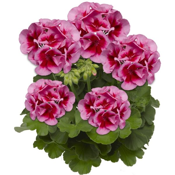 Pelargonia Calliope M Rose Splash