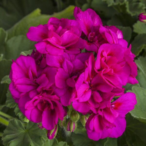 Pelargonia Calliope M Violet