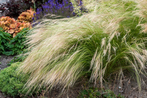 Stipa Pony Tails Ostnica