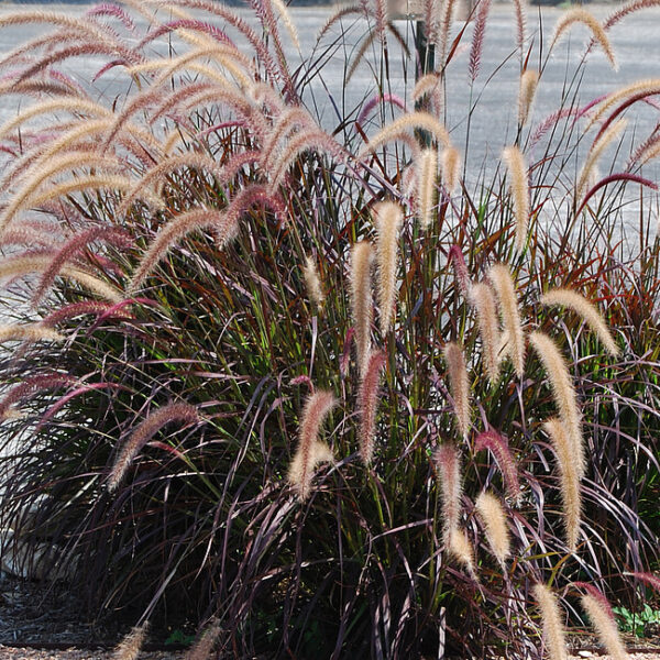 Rozplenica japońska Rubrum Pennisetum