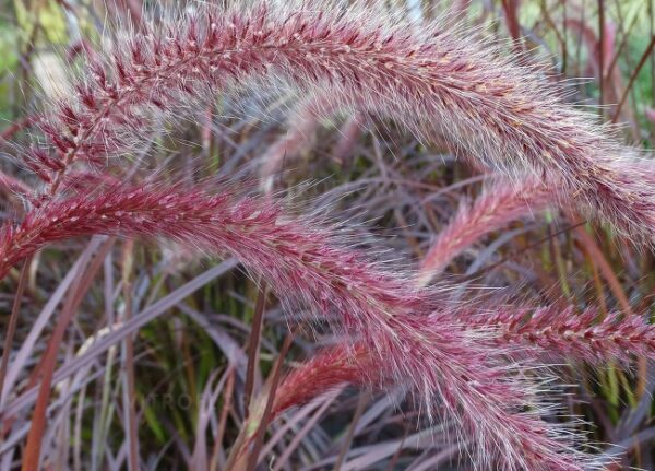 Rozplenica japońska Rubrum Pennisetum - obrazek 2