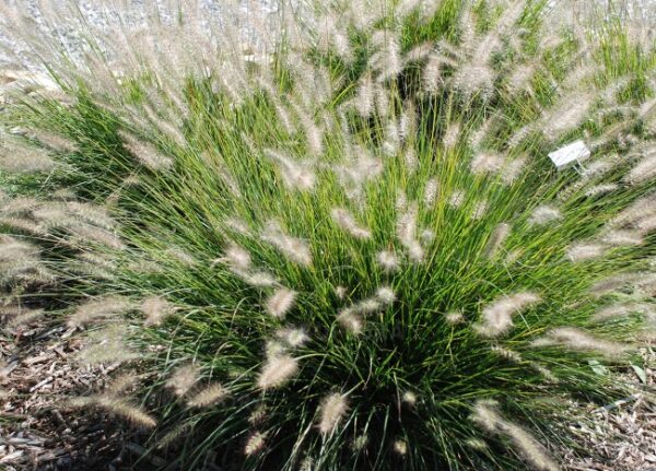 Rozplenica japońska Hameln Pennisetum - obrazek 2