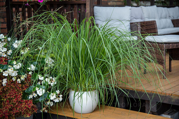 Rozplenica japońska Red Head Pennisetum - obrazek 4