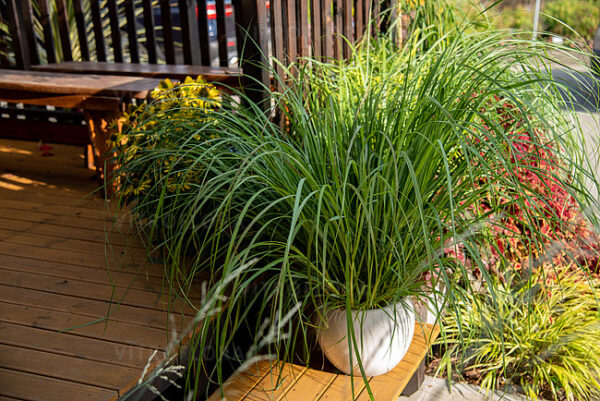 Rozplenica japońska Red Head Pennisetum - obrazek 5