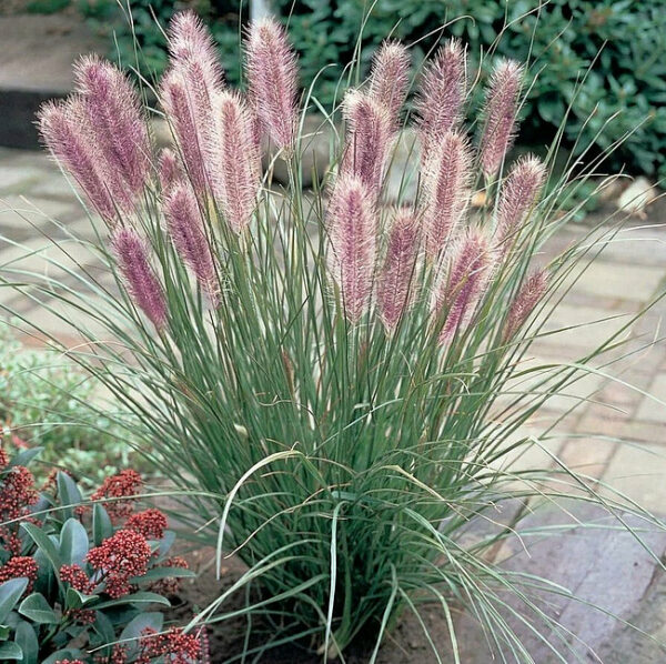 Rozplenica japońska Red Head Pennisetum