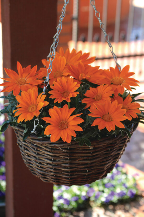 Gazania rigens New Day - obrazek 2