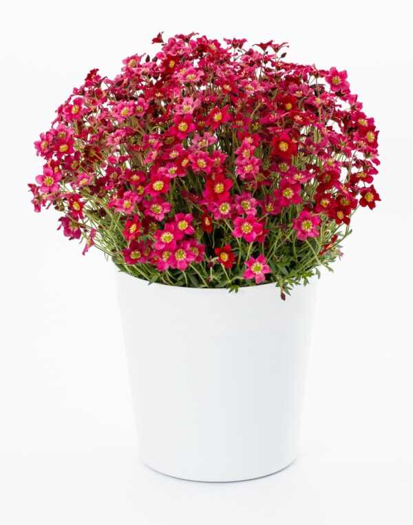 Saxifraga Skalnica Alpino early red - obrazek 3