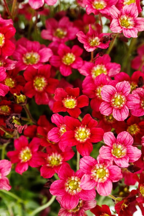 Saxifraga Skalnica Alpino early red