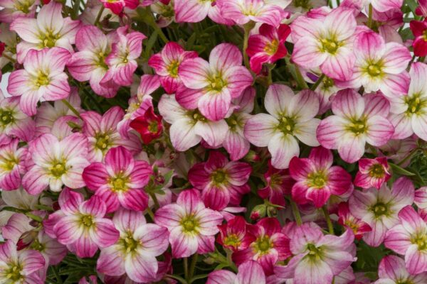 Saxifraga Skalnica Alpino early picotee - obrazek 3