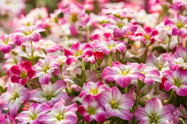 Saxifraga Skalnica Alpino early picotee