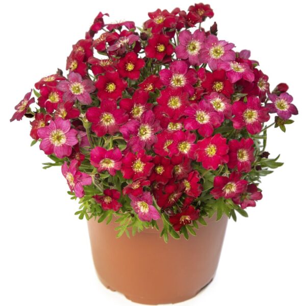 Saxifraga Skalnica Alpino early red - obrazek 4