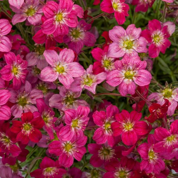 Saxifraga Skalnica Alpino early red - obrazek 2