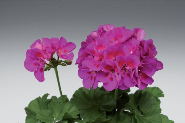 Pelargonia Compact Line Deep Lavender - obrazek 2