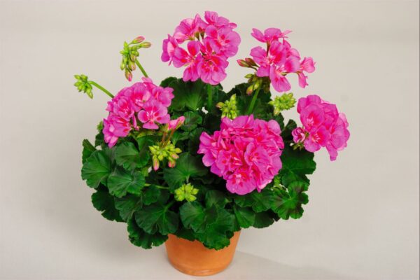 Pelargonia Compact Line Deep Lavender - obrazek 3