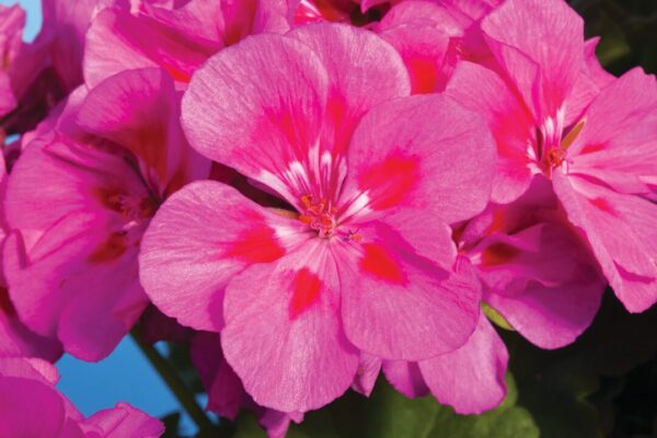 Pelargonia Compact Line Deep Lavender