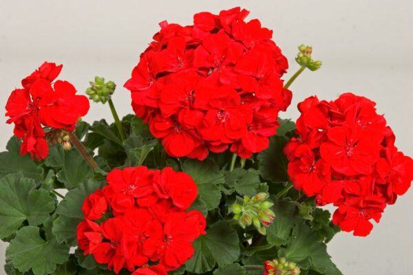 Pelargonia Tango® Dark Red - obrazek 3