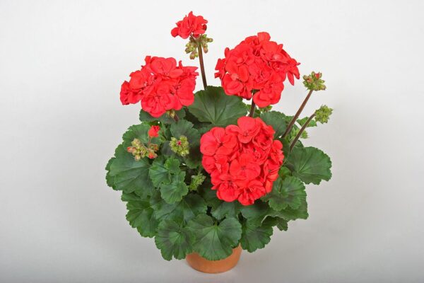 Pelargonia Tango® Dark Red - obrazek 2