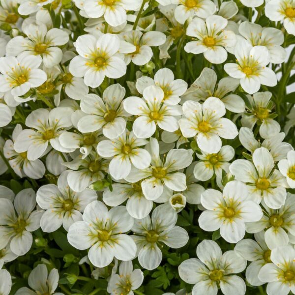 Saxifraga Skalnica Touran large White