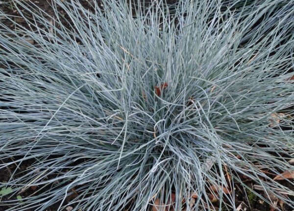 Kostrzewa Elijah Blue Festuca - obrazek 2