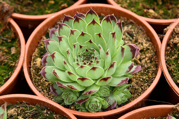 Rojnik Taurus Sempervivum