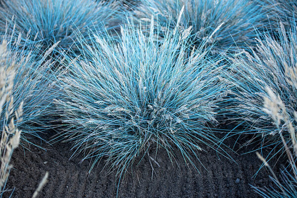 Kostrzewa Elijah Blue Festuca