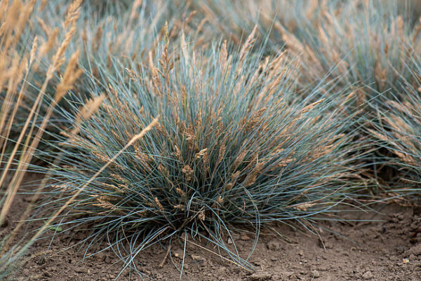 Kostrzewa Elijah Blue Festuca - obrazek 4