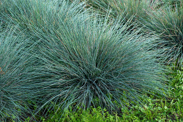 Kostrzewa Elijah Blue Festuca - obrazek 3