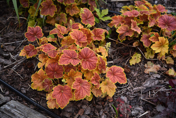 Żurawka Delta Dawn Heuchera - obrazek 10