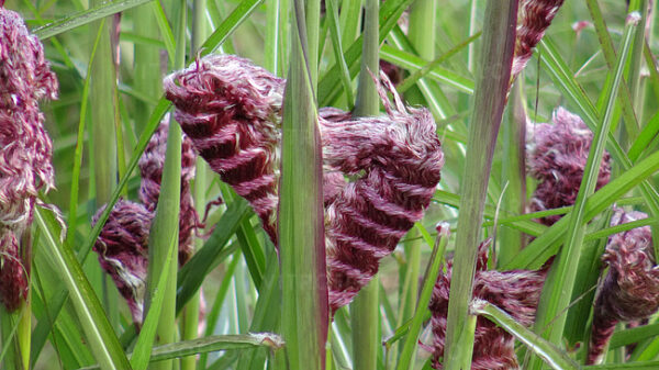 Miskant chiński Boucle Miscanthus sinensis - obrazek 6